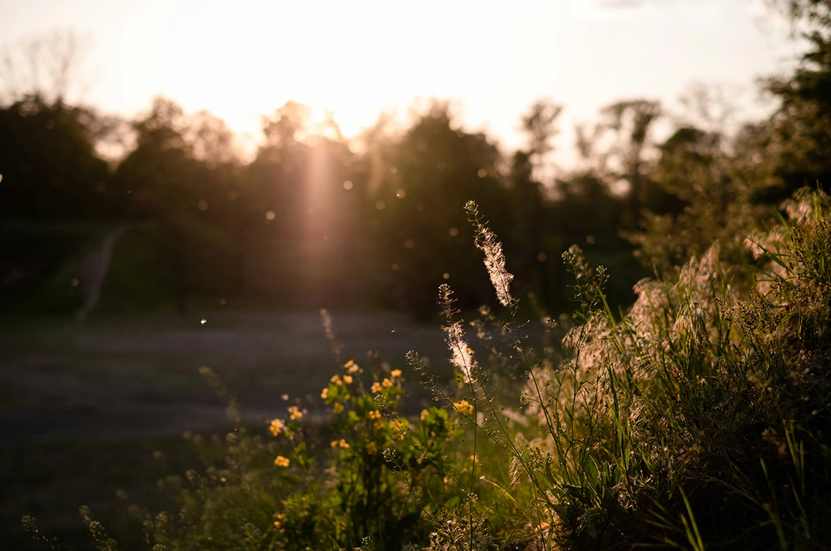 Słoneczna łąka z pylącymi trawami – wizualizacja czynników wywołujących alergie wziewne i katar sienny